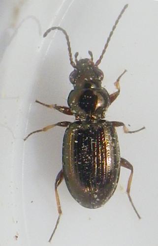 Bembidion sp.